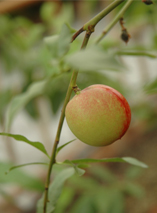 反季节盆栽油桃